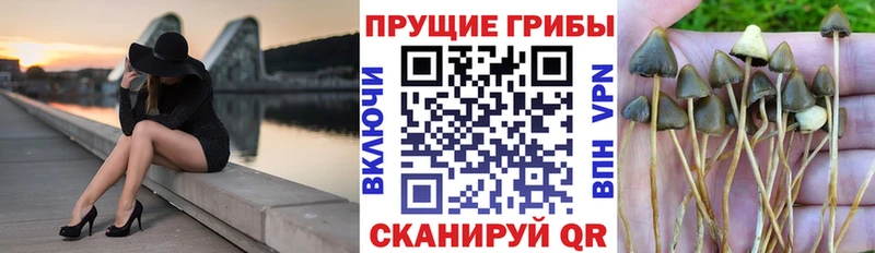 Псилоцибиновые грибы Psilocybine cubensis  Еманжелинск 